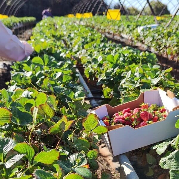Fresas de valsequillo finca Fresas de valsequillo finca