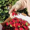Fresas de valsequillo recogida manual Fresas de valsequillo recogida manual