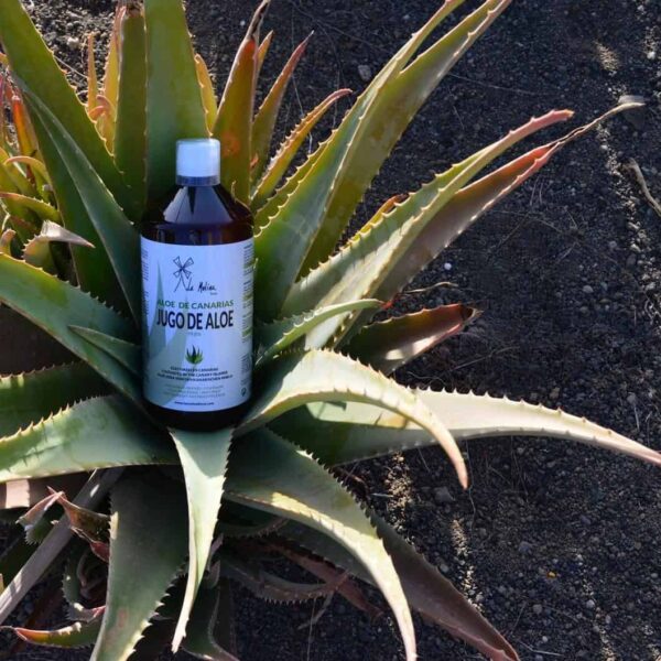 Jugo de aloe planta Jugo de aloe de Telde
