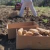 Papas recogida manual