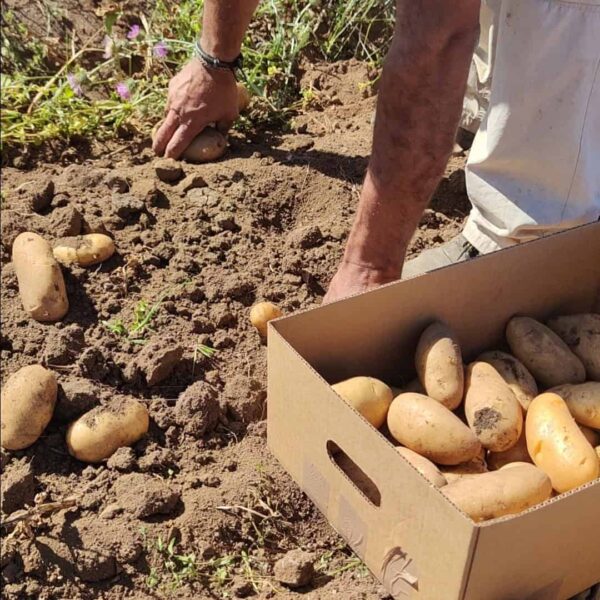 Papas recogiendo de la tierra Papas recogiendo de la tierra