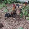 Gallinas camperas de Teror, Gran Canaria.