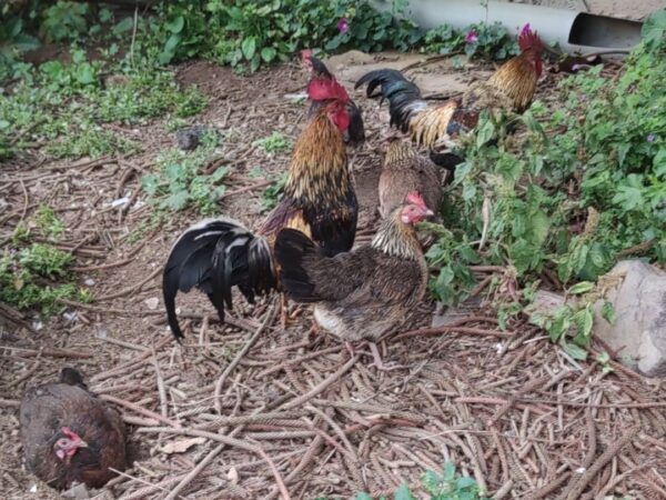 Gallinas camperas de Teror Gallinas camperas de Teror, Gran Canaria.
