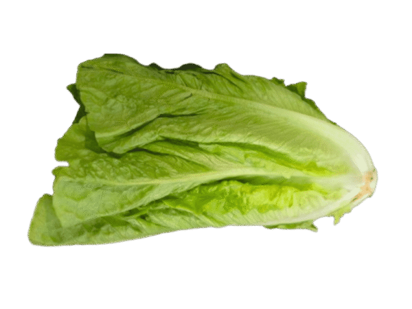 Lechuga Mercanario Lechuga