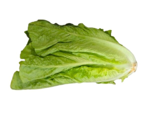 Lechuga de las islas canarias