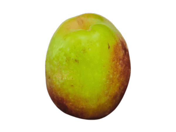 Aceituna verde Mercanario Aceituna verde