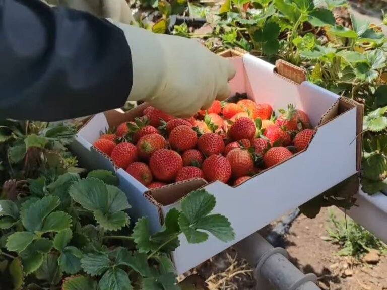 Historia de las fresas de Valsequillo