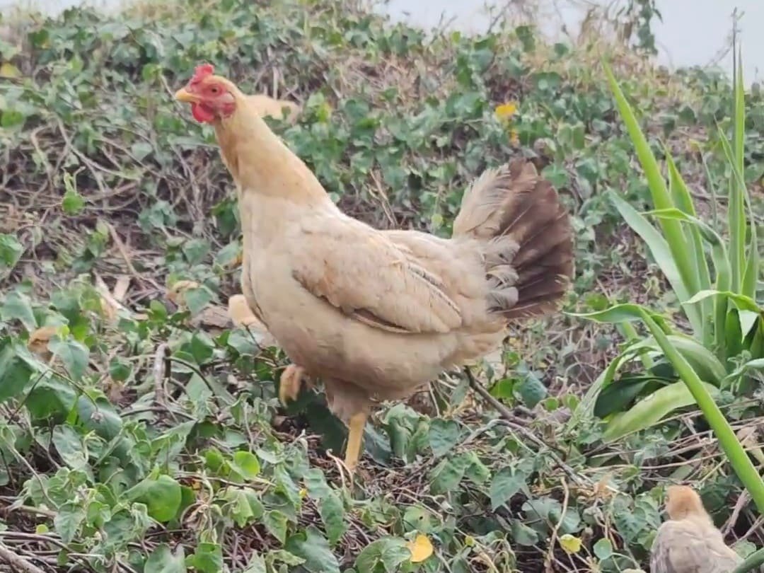 Gallina campera