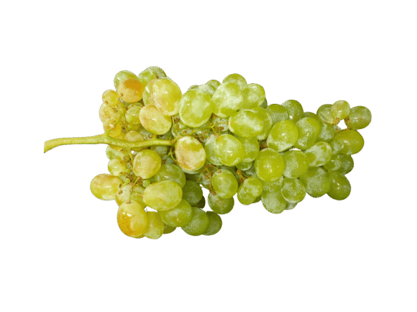 Uva blanca Mercanario Uva blanca