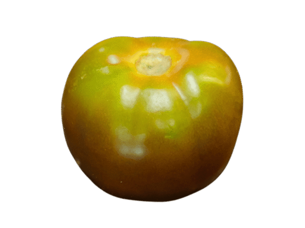Tomate kumato Mercanario Tomate kumato