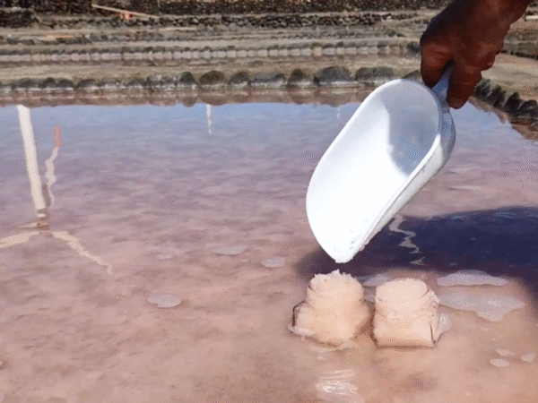 Salinas marina húmeda bocacangrejo